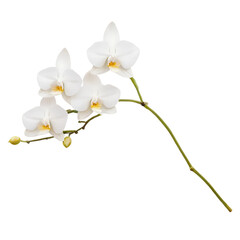 orchid isolated on white background, orchid isolated on white, white orchid isolated on white, Isolated white orchid blossom reveals its tropical beauty with delicate petals