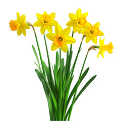 Yellow daffodils spring flowers bouquet nature beauty