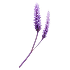 lavender isolated on white, lavender isolated on white background, A purple lavender blossom isolated on white, capturing summer's floral beauty, bunch of lavender