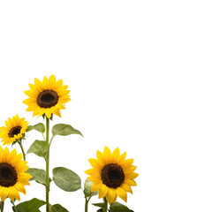 sunflower isolated on white background, Bright yellow sunflower petals isolated on a white summer background