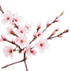 Isolated pink cherry blossoms bloom on a white branch, a delicate spring beauty