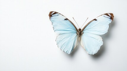 This close-up capture of a blue butterfly against a soft background exemplifies the delicate beauty of nature, inviting admiration and wonder in its simplicity.