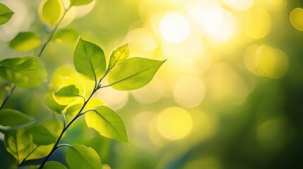 Obraz premium Delicate green leaves illuminated by warm sunlight, creating a serene and peaceful ambiance.