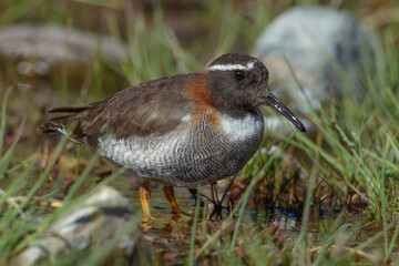 Diademed Sandpiper Plover (Phegornis mitchelii) in a wetland