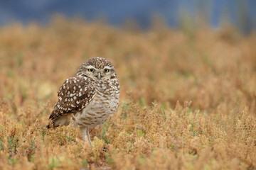 Burrowing Owl (Athene cunicularia) on a grassland