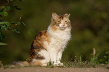 Obraz premium Cute Cat sitting outdoors in warm sunlight