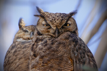 Magellanic Horned Owl couple portrait