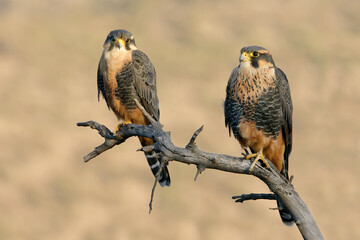Aplomado falcon (Falco femoralis) couple perched on a tree branch