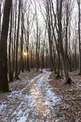 Sunset in the winter forest