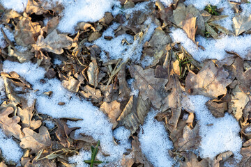 Dry brown leaves in forest