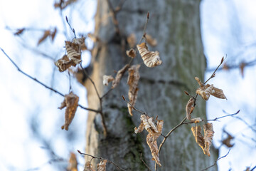 Brown dry leaves on a tree