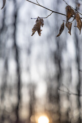 Brown dry leaves on a tree