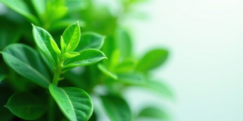 Vibrant Green Foliage Close-Up of Lush, Healthy Plant Growth with Soft Background