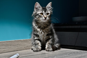 Portrait de chaton sous la lumière