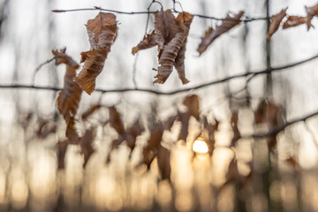 Brown dry leaves on a tree