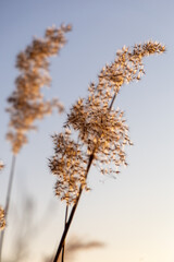 Dry reeds in the winter day