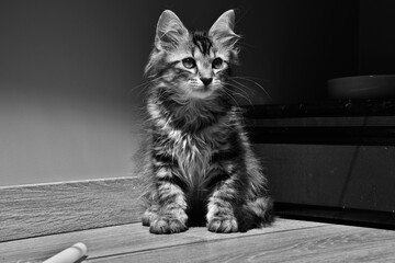 Portrait d'un chat sous la lumière en noir et blanc