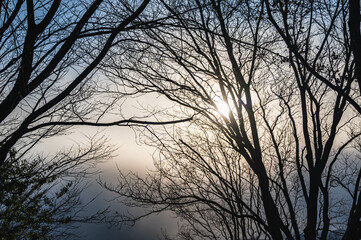 繊細な木の枝と曇り空