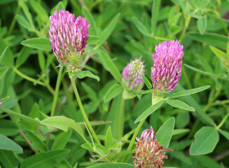 Clover middle (Trifolium medium) blooms in a meadow among grasses