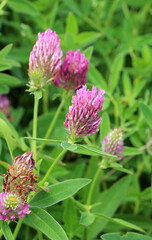 Clover middle (Trifolium medium) blooms in a meadow among grasses