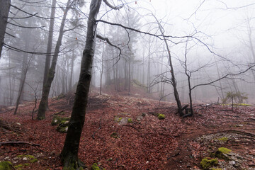 panoramica su varie foreste con alberi spogli, in un ambiente naturale tra le alte colline della...