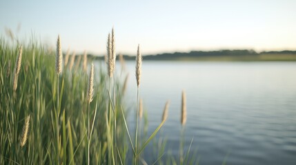 Summer grasses by a calm lake; tranquil scene; ideal for nature wallpaper