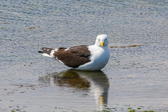 Dominican Gull aka black-backed gull or mollyhawk in Ushuaia, the world's southernmost city in the Tierra del Fuego province of Argentina, South America