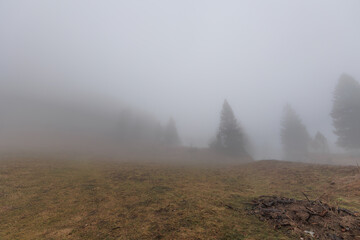panoramica su varie foreste con alberi spogli, in un ambiente naturale tra le alte colline della...
