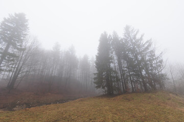 panoramica su varie foreste con alberi spogli, in un ambiente naturale tra le alte colline della...