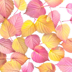 Obraz premium Pink and Yellow Autumn Leaves Nature Background