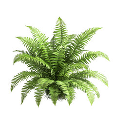 Lush Green Fern Vibrant Life Nature Beauty