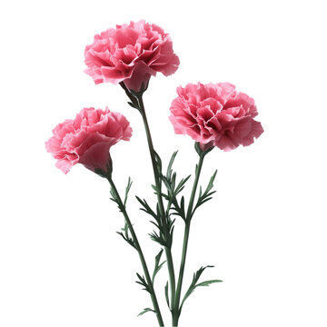 Delicate pink carnations in vibrant abstract background a touch of elegance and beauty