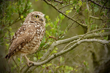 Burrowing Owl perched on a tree in a forest