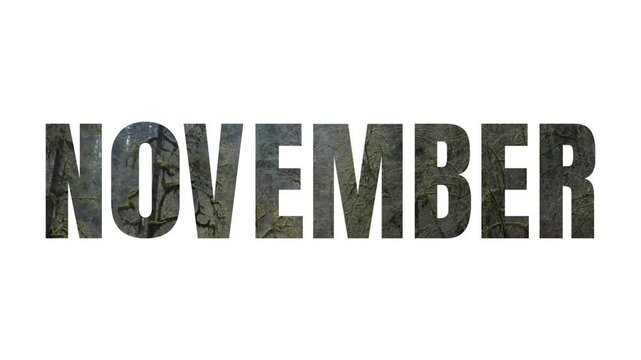 The word (text, inscription) "NOVEMBER" on a white background with an ancient (old) mountain forest with moss branches inside the caption, HD video slide 
