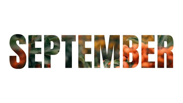 The word (text, inscription) "SEPTEMBER" on a white background with a ripe orange and yellow berries inside the caption, HD video slide 