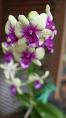 Purple Orchid 