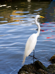Great White Egret, Livingston, Guatemala