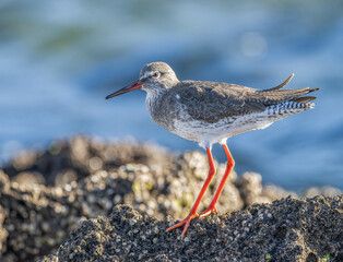 Common redshank at the sea shore blurred bakcground