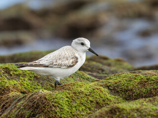 Sanderling on green stones at the sea shore