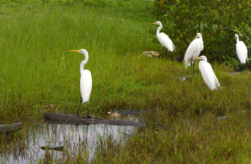 Great White Egret, Livingston, Guatemala