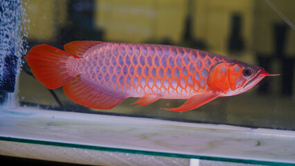 Red Asian Arowana
