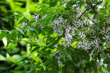 Rosary tree, Melia azedarach (Rosary tree or Chinaberry) flowers are small and fragrant with light purple or lilac petals flowering occurs in spring-summer.