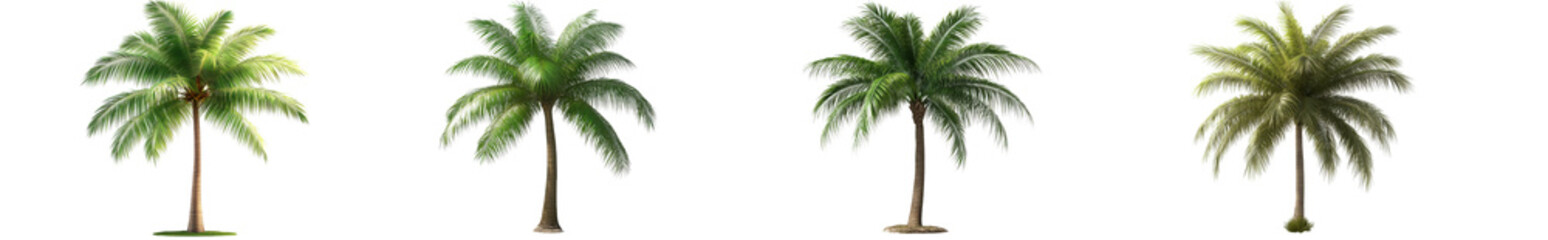 Set of palm tree isolated on white background