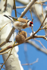 European goldfinch perched on a winter tree . A European goldfinch sits on a tree branch during winter, feeding on seed pods against a clear blue sky background.  

