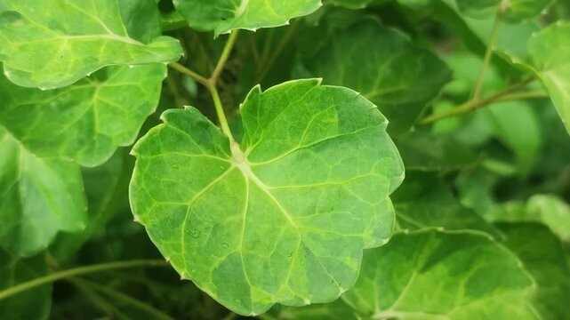 Balfour aralia plant with lush green foliage and intricate leaves.