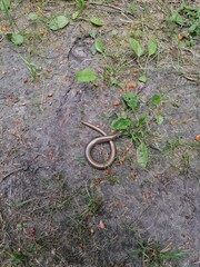 Anguis fragilis. Squamata.