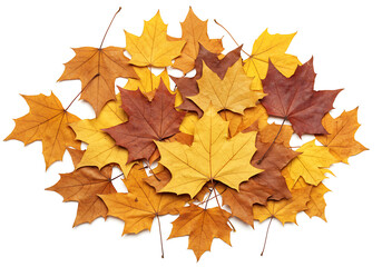 Fototapeta premium Autumn maple leaves vibrant fall colors.