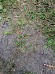 Anguis fragilis. Squamata.