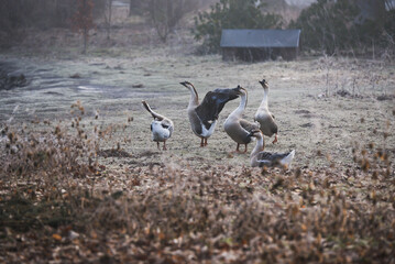 Gęsi w parku w Pszczynie, luty 2025. © Elżbieta Kaps