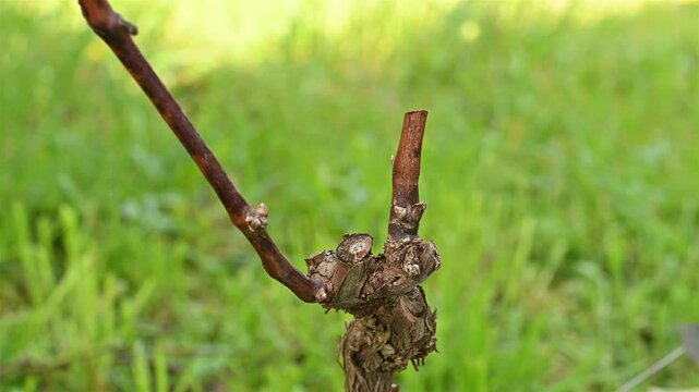 Close-up of the hands of the winemaker pruning the vineyard with professional steel scissors. Traditional agriculture. Winter pruning, Guyot method. Footage.